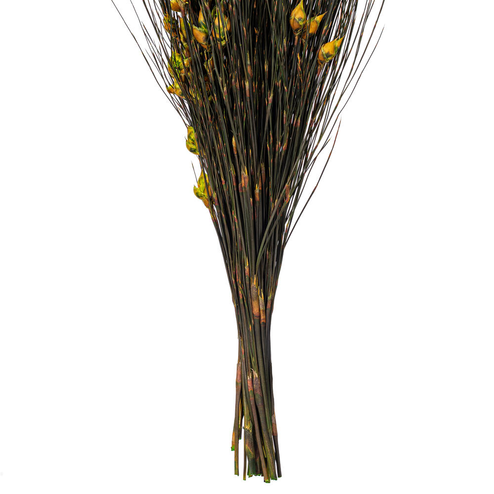 Vickerman 36"-40" Bell Grass with Seed Pods, Preserved