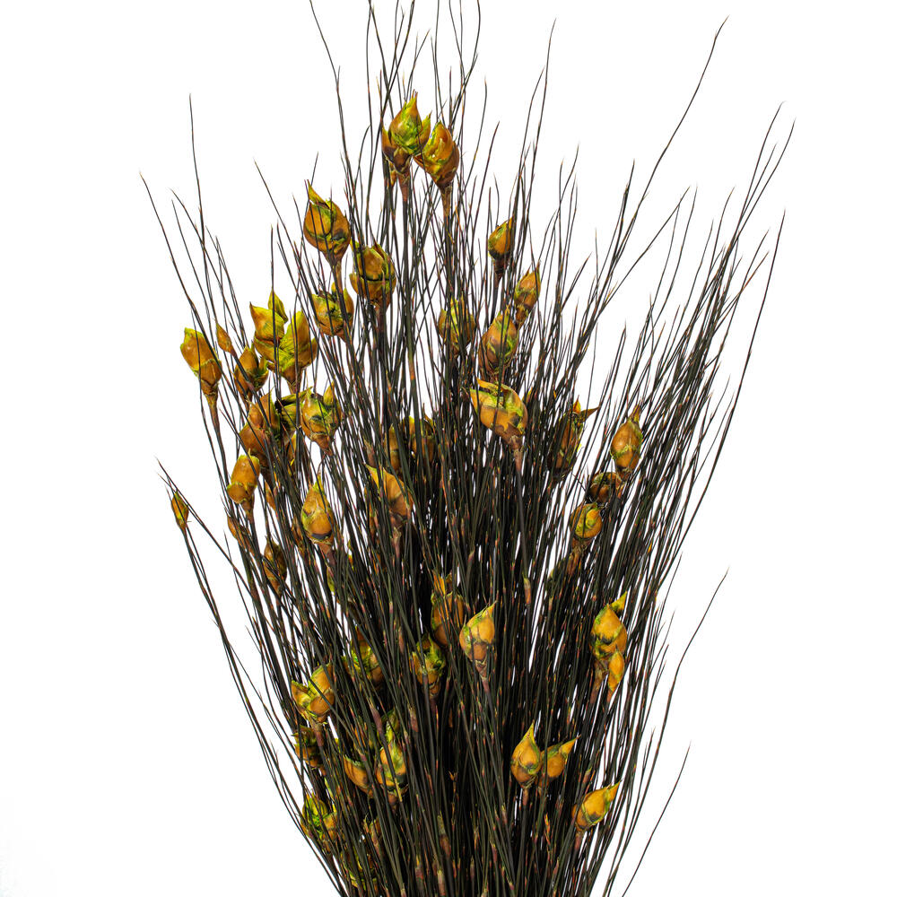 Vickerman 36"-40" Bell Grass with Seed Pods, Preserved