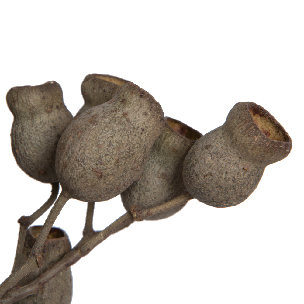 Bellgum Branch