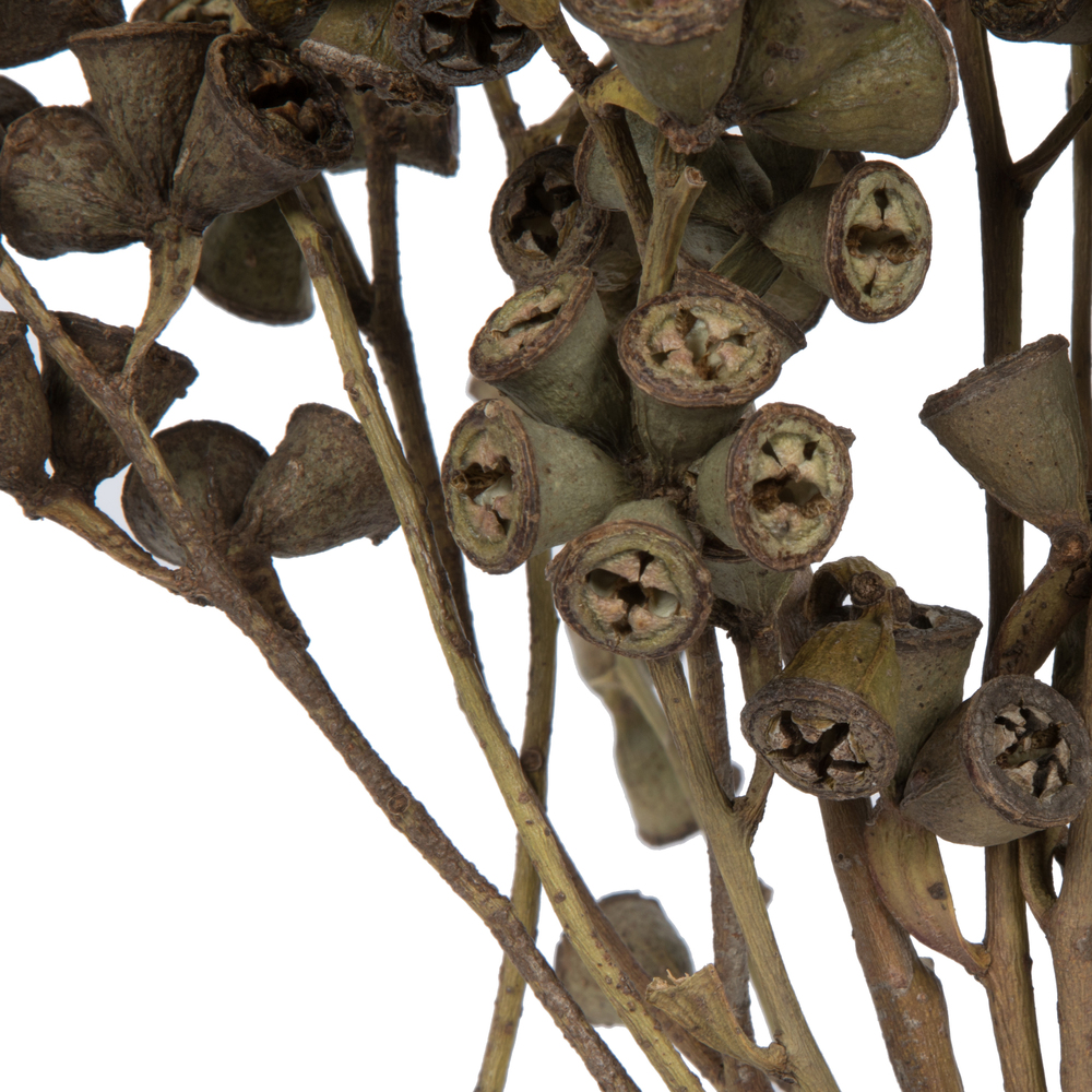 Vickerman Natural Botanicals 11" x 2-4" Conical Gum Branch, 20 stems per unit