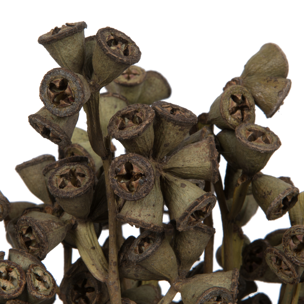 Vickerman Natural Botanicals 11" x 2-4" Conical Gum Branch, 20 stems per unit