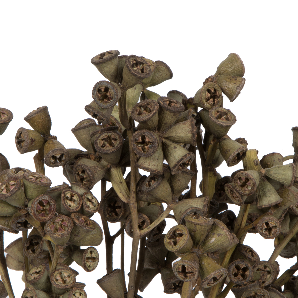 Vickerman Natural Botanicals 11" x 2-4" Conical Gum Branch, 20 stems per unit