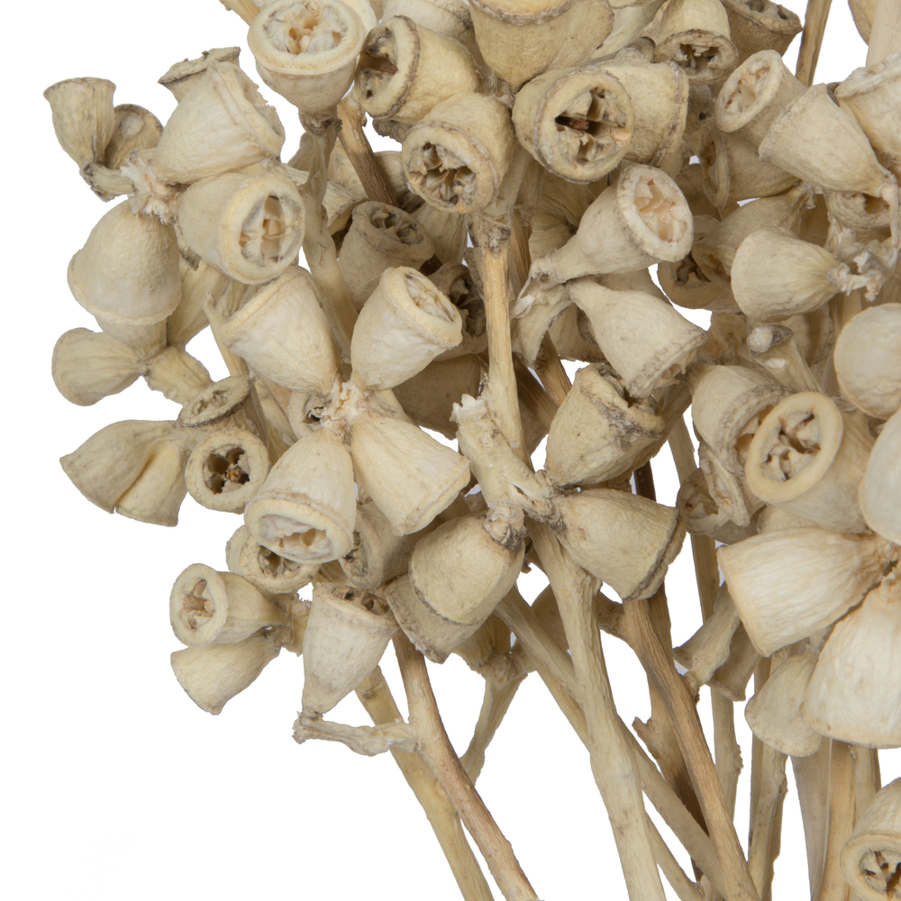 Vickerman Natural Botanicals 11" x 2-4" Conical Gum Branch, 20 stems per unit