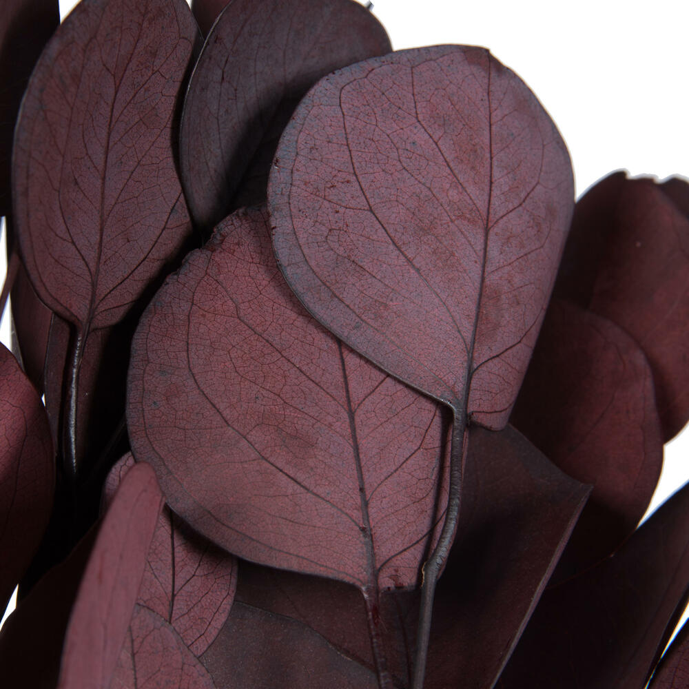 Vickerman Natural Botanicals 18-20" x 8" Eucalyptus Populus, 100 grams per unit