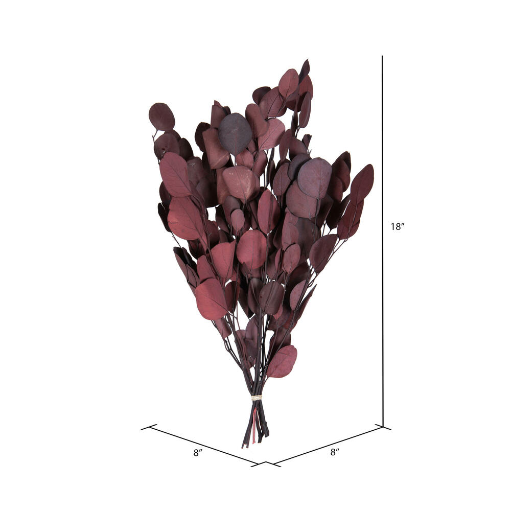 Vickerman Natural Botanicals 18-20" x 8" Eucalyptus Populus, 100 grams per unit