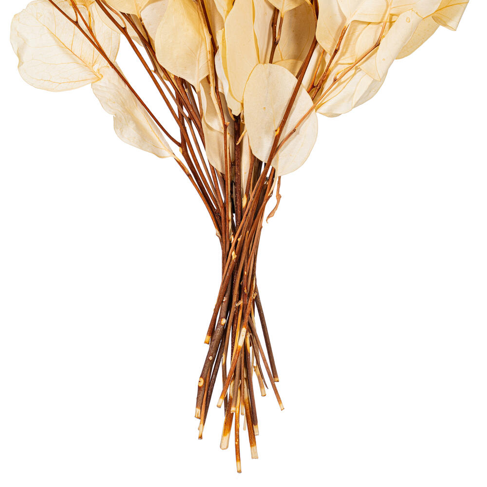 Vickerman Natural Botanicals 18-20" x 8" Eucalyptus Populus, 100 grams per unit