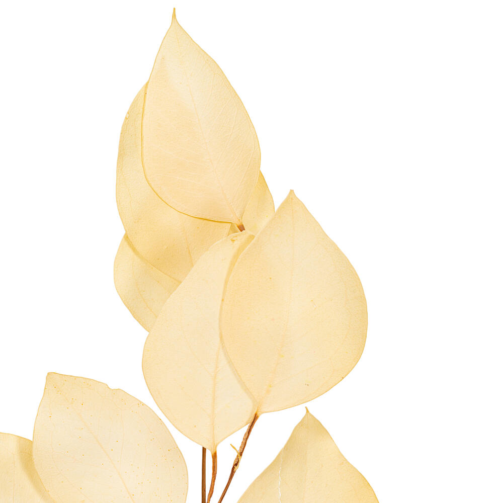 Vickerman Natural Botanicals 18-20" x 8" Eucalyptus Populus, 100 grams per unit
