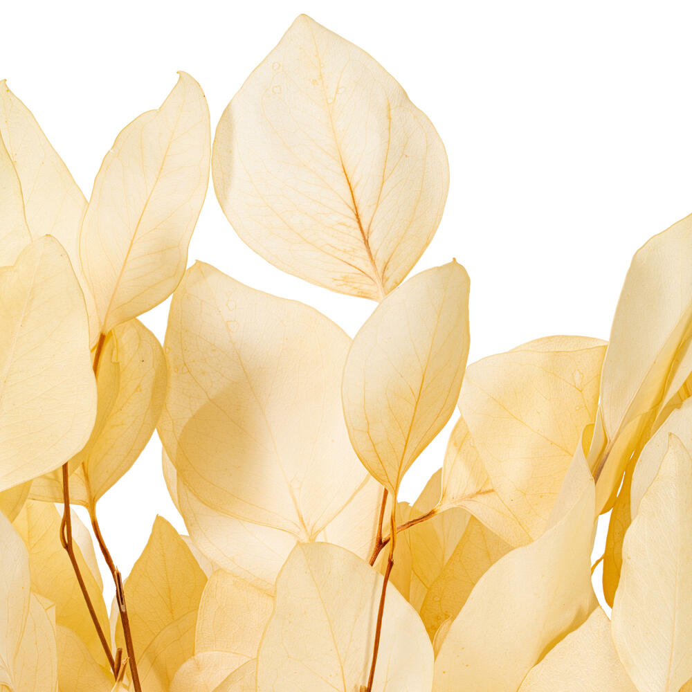 Vickerman Natural Botanicals 18-20" x 8" Eucalyptus Populus, 100 grams per unit