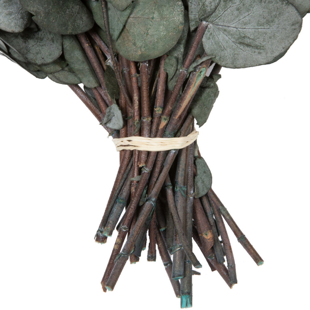 Vickerman Natural Botanicals 18-20" x 9" Eucalyptus Spiral, 100 grams per unit