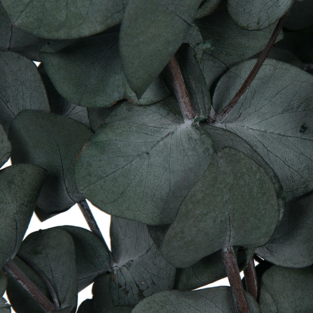 Vickerman Natural Botanicals 18-20" x 9" Eucalyptus Spiral, 100 grams per unit