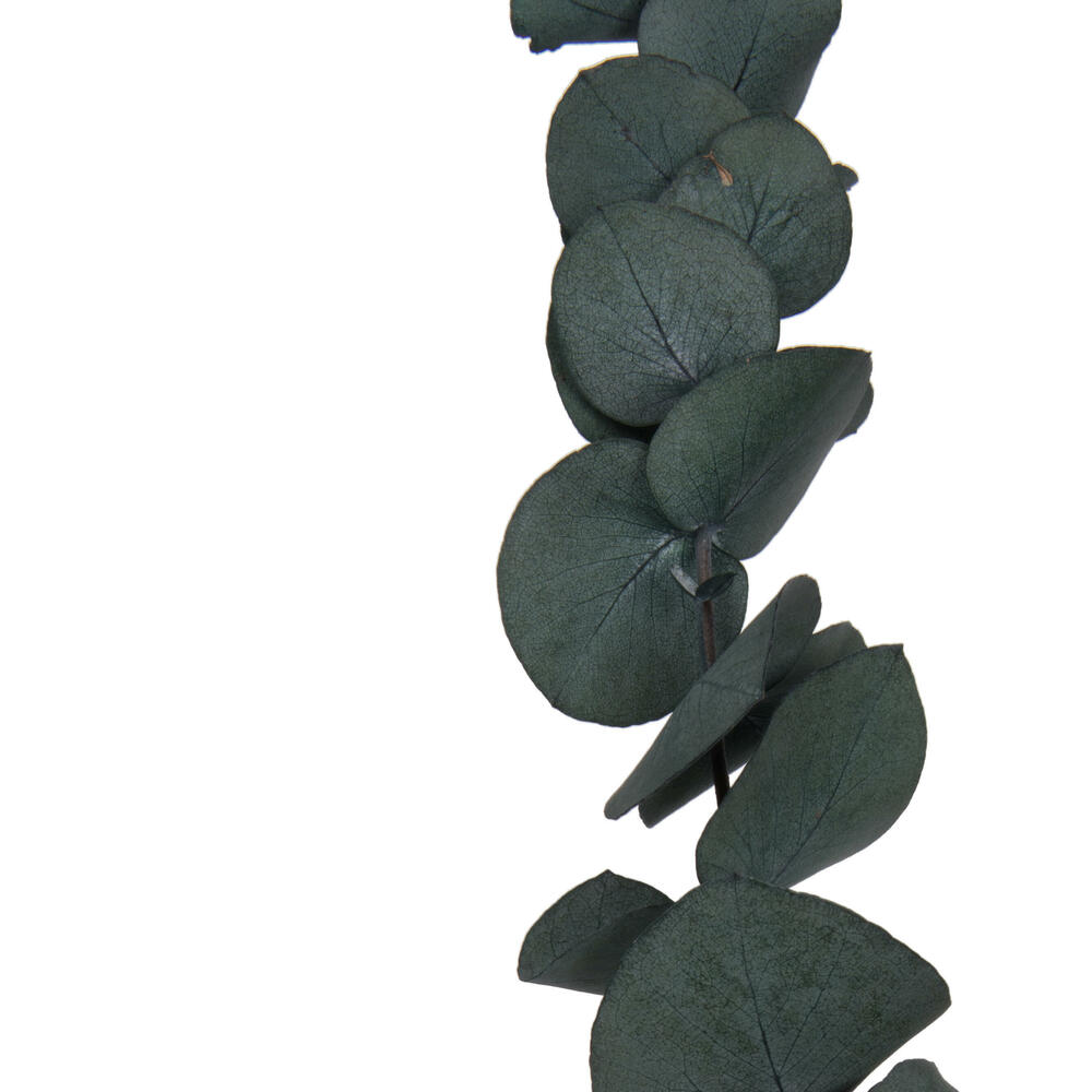 Vickerman Natural Botanicals 18-20" x 9" Eucalyptus Spiral, 100 grams per unit