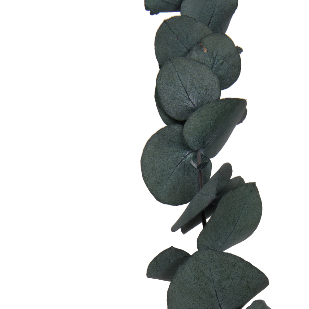 Vickerman Natural Botanicals 18-20" x 9" Eucalyptus Spiral, 100 grams per unit