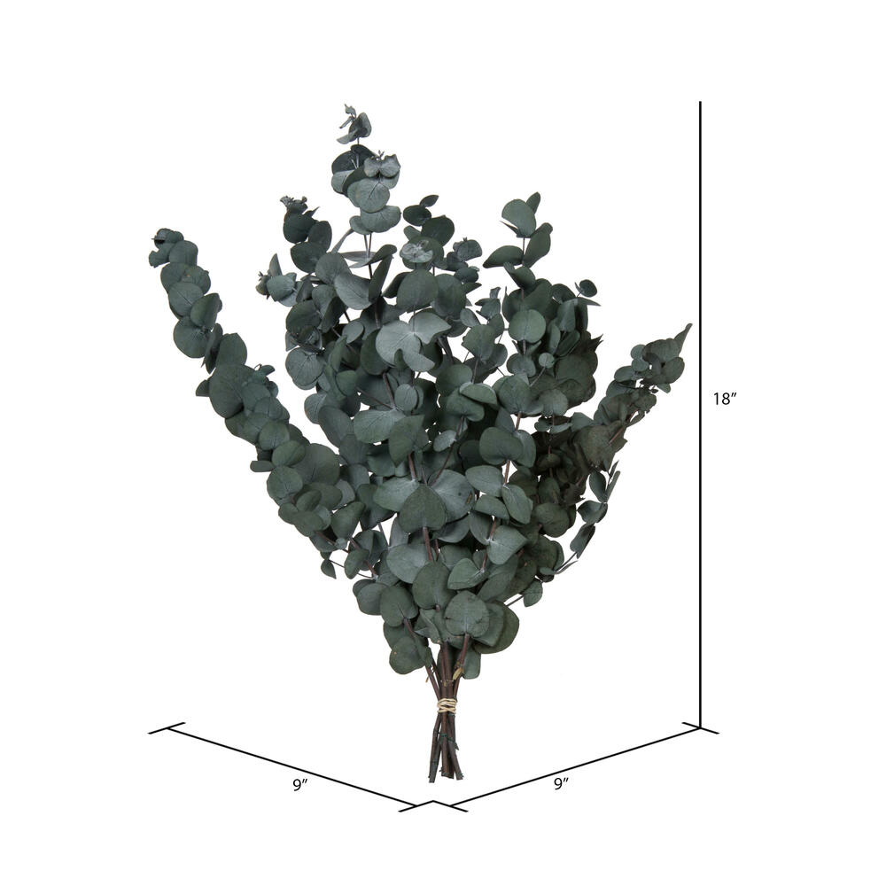 Vickerman Natural Botanicals 18-20" x 9" Eucalyptus Spiral, 100 grams per unit