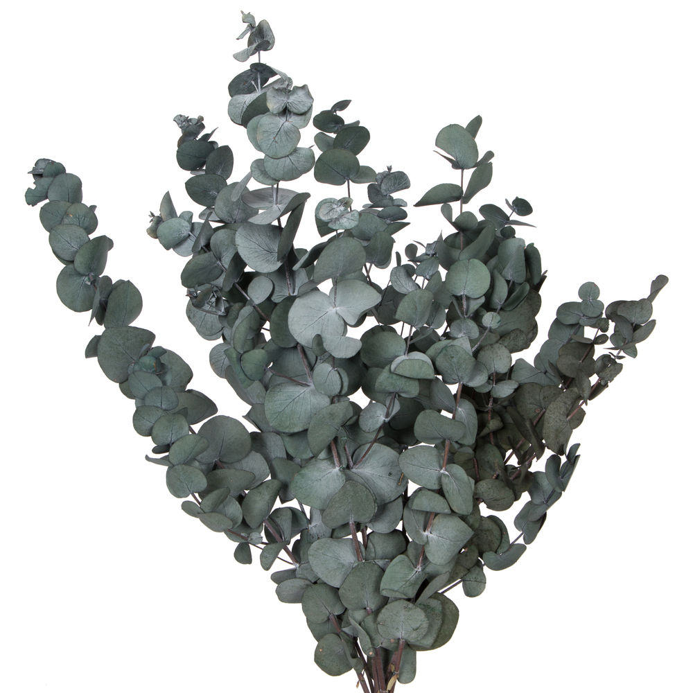 Vickerman Natural Botanicals 18-20" x 9" Eucalyptus Spiral, 100 grams per unit
