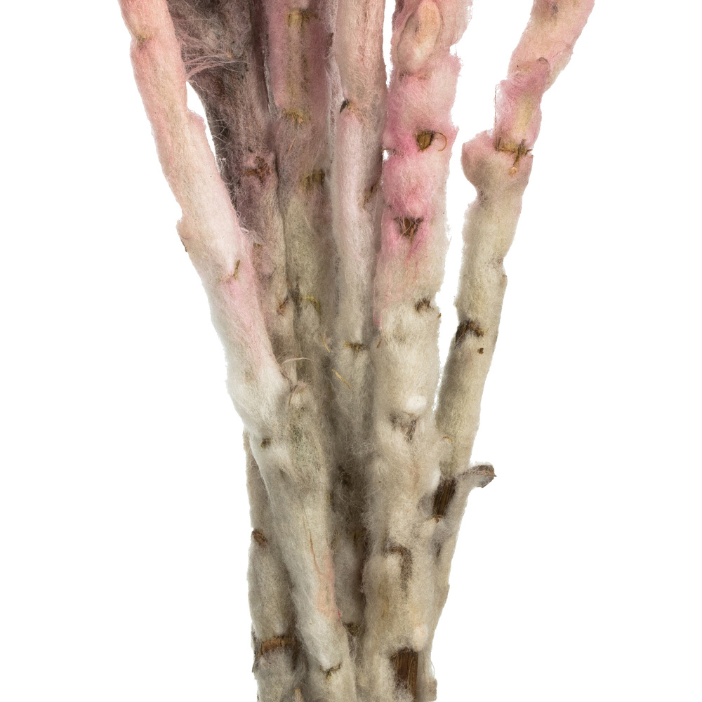 Vickerman 13-14" Natural Everlasting Flowers, Dried