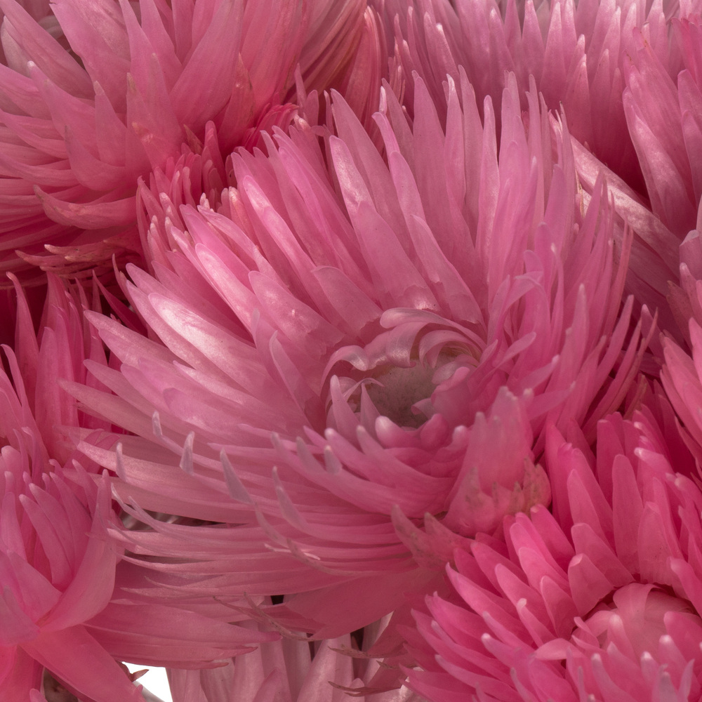 Vickerman 13-14" Natural Everlasting Flowers, Dried
