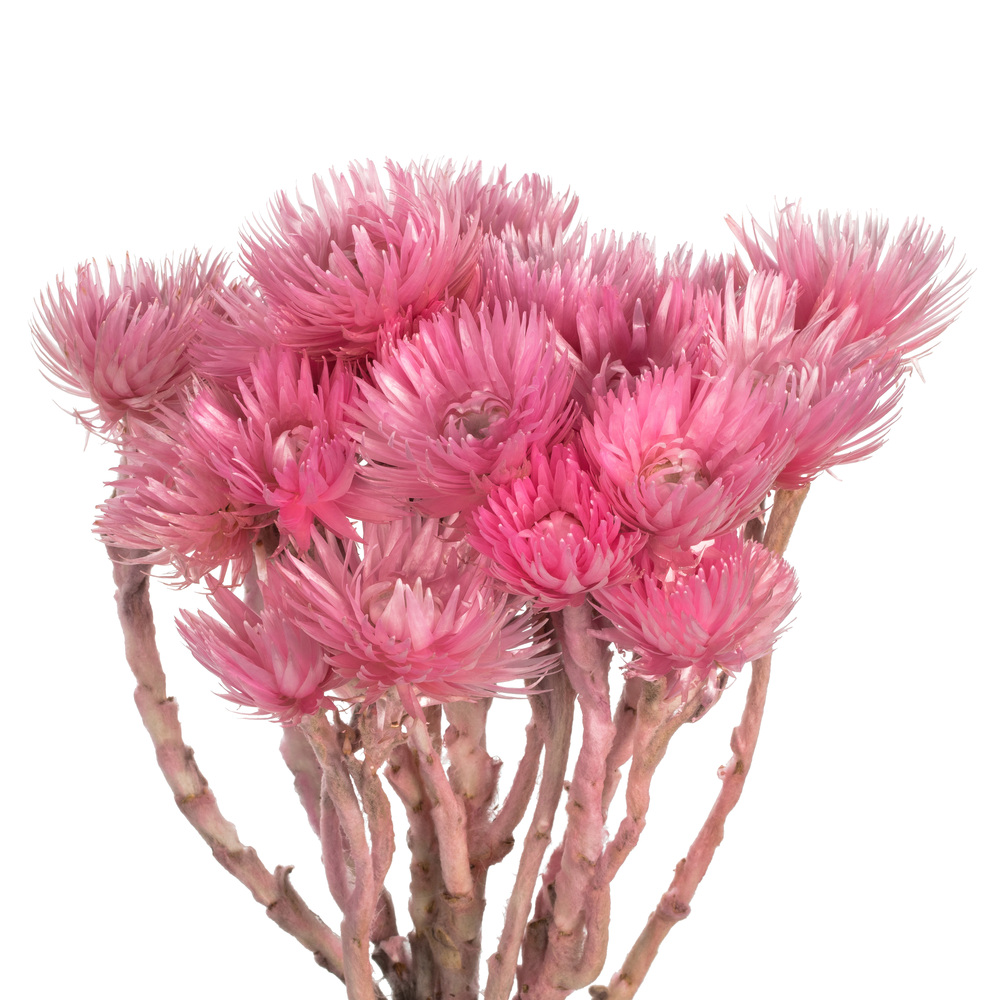 Vickerman 13-14" Natural Everlasting Flowers, Dried