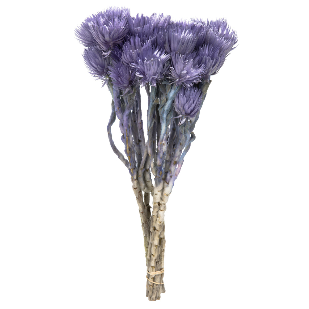 Vickerman 13-14" Natural Everlasting Flowers, Dried