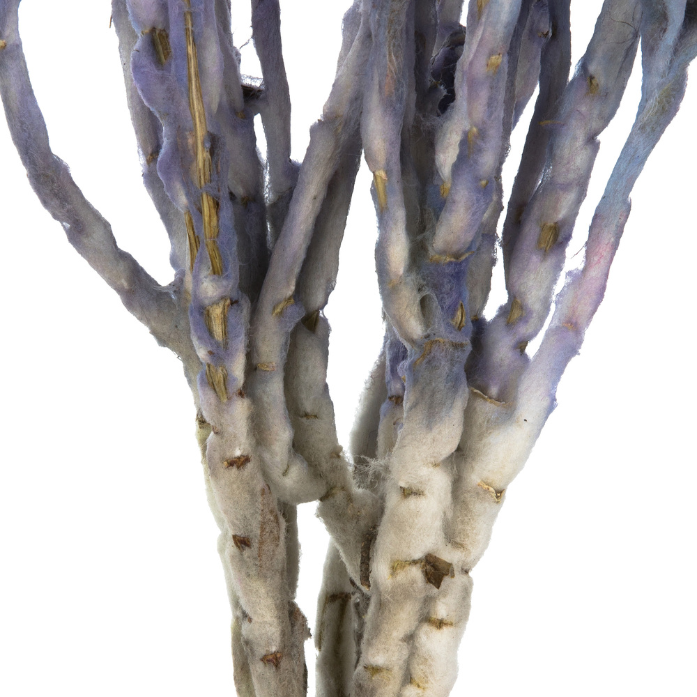 Vickerman 13-14" Natural Everlasting Flowers, Dried