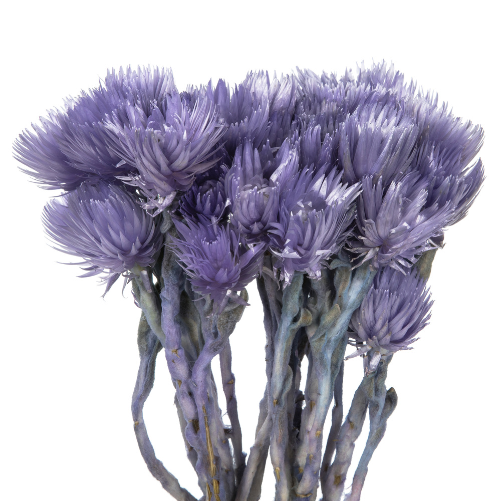Vickerman 13-14" Natural Everlasting Flowers, Dried