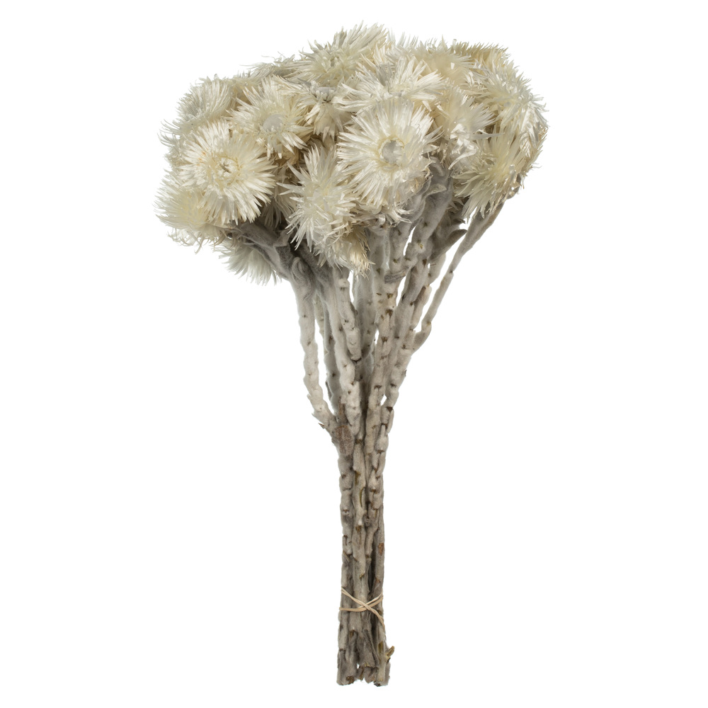Vickerman 13-14" Natural Everlasting Flowers, Dried