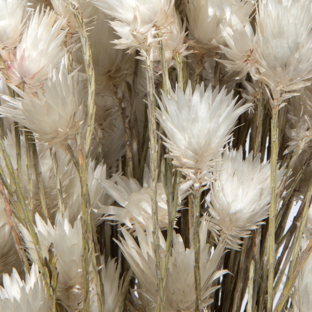 Everlasting Flower Stem