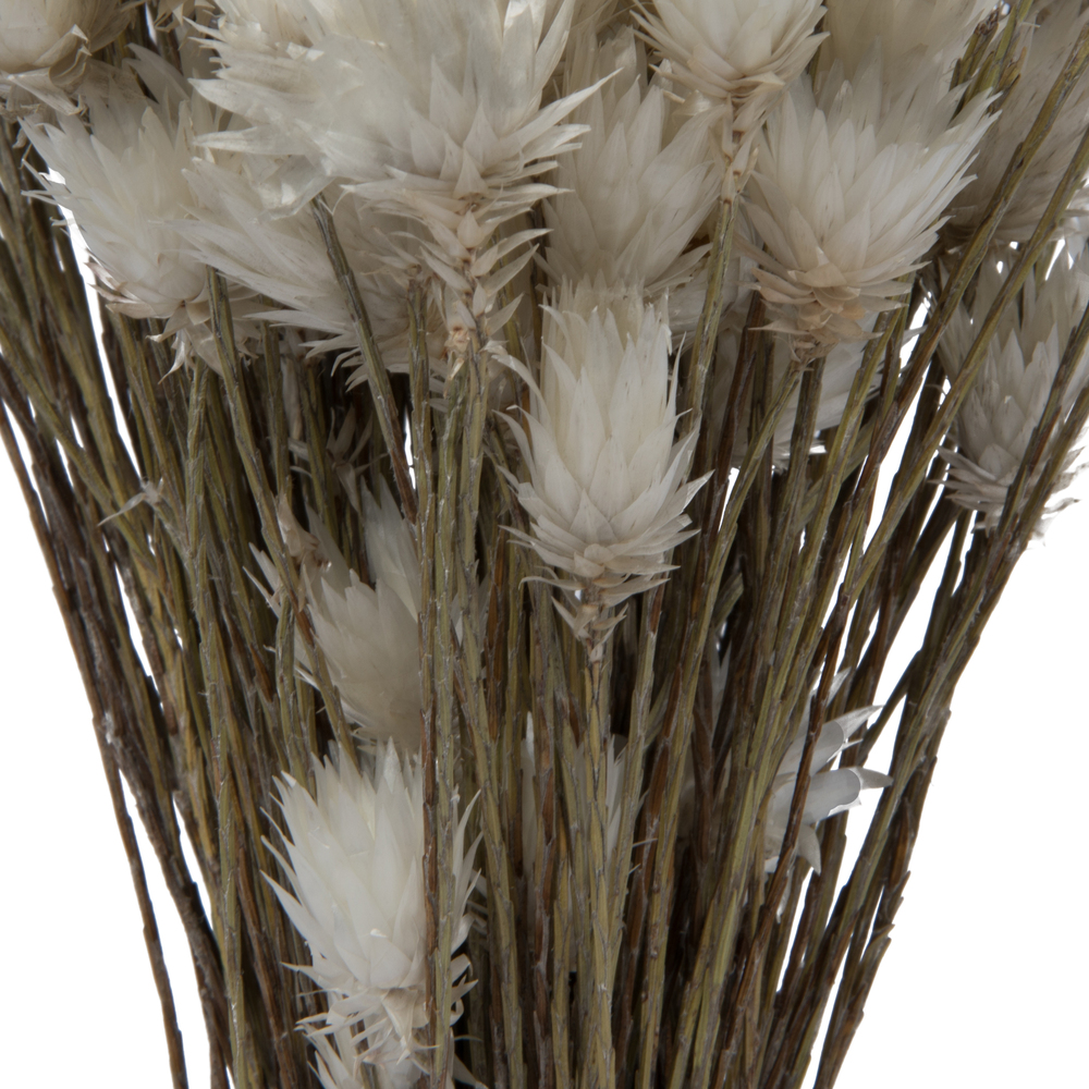 Everlasting Flower Stem