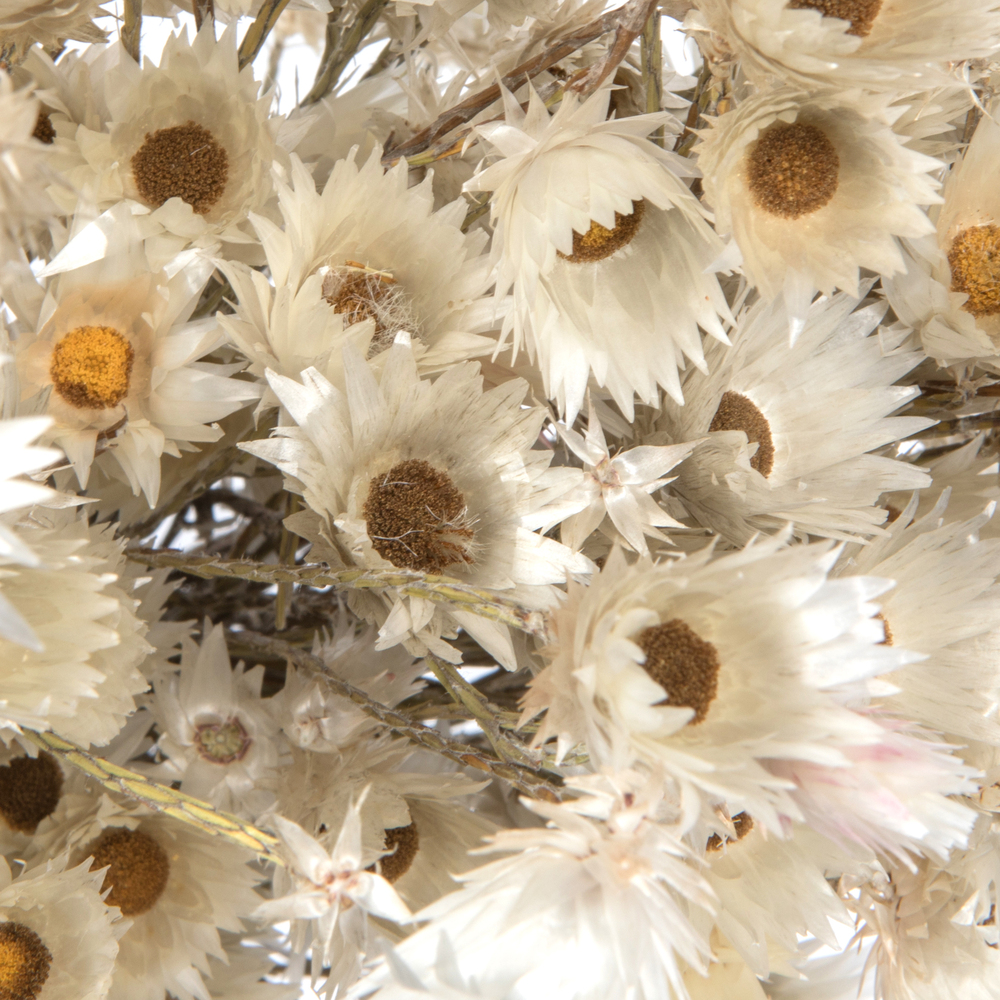 Everlasting Flower Stem