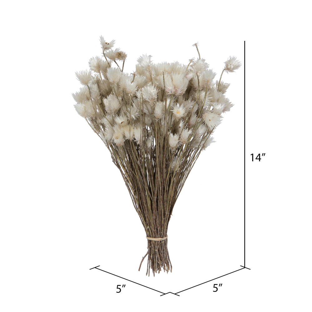 Everlasting Flower Stem