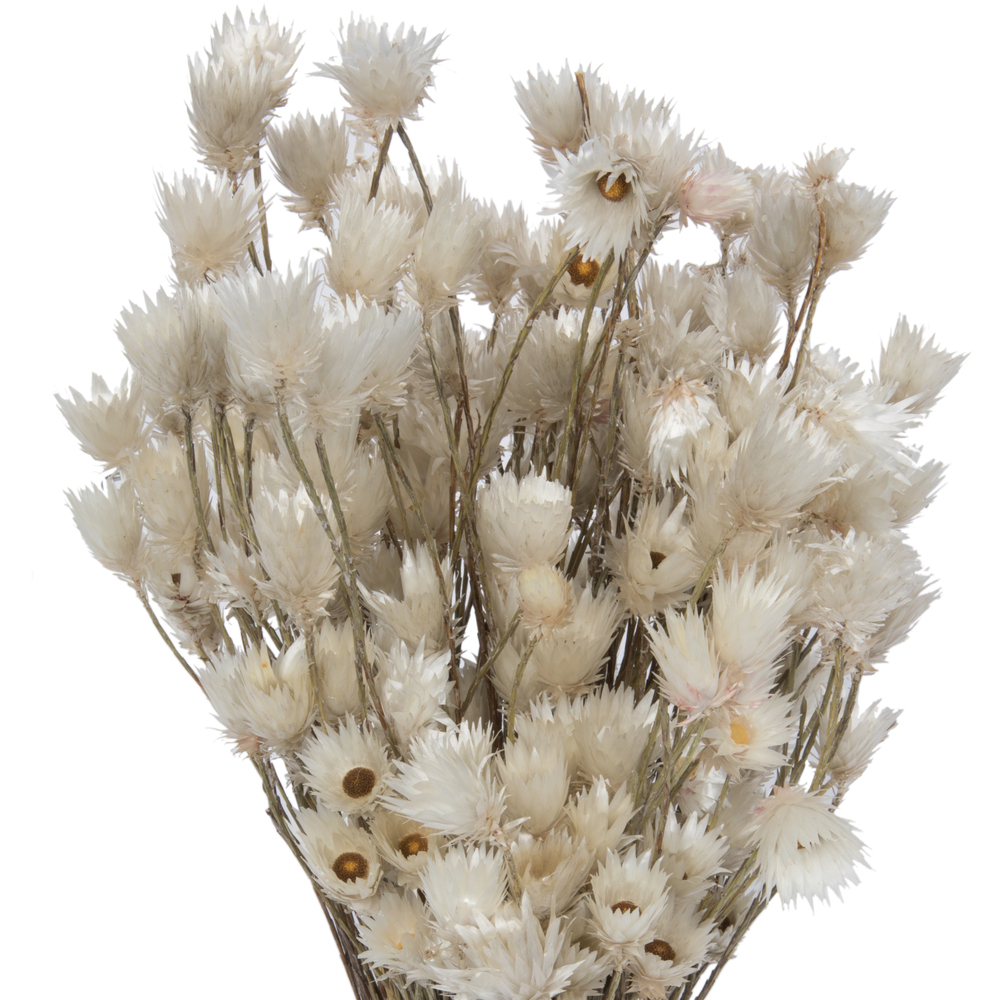 Everlasting Flower Stem