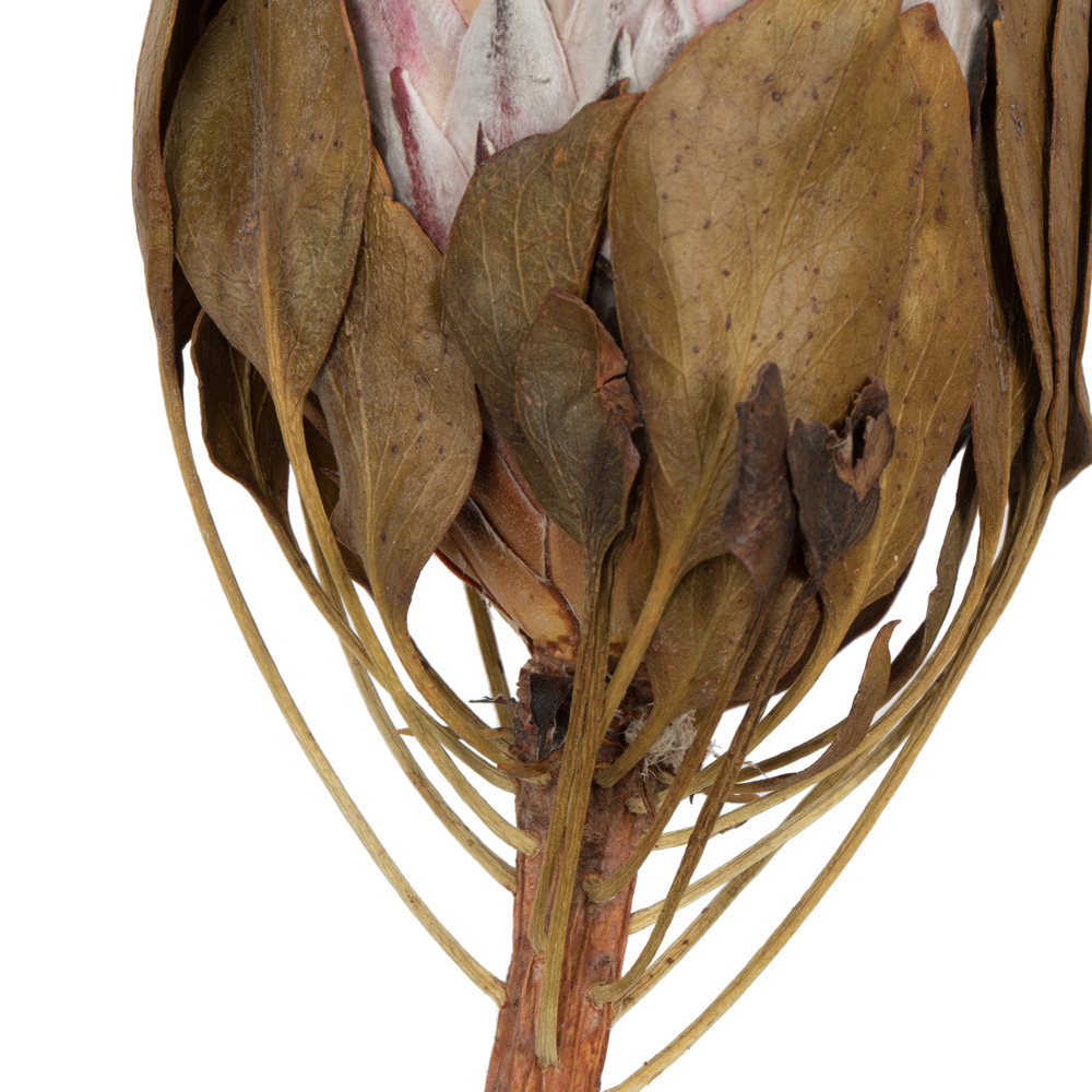 11-13" Blush King Protea Stem 2Pk