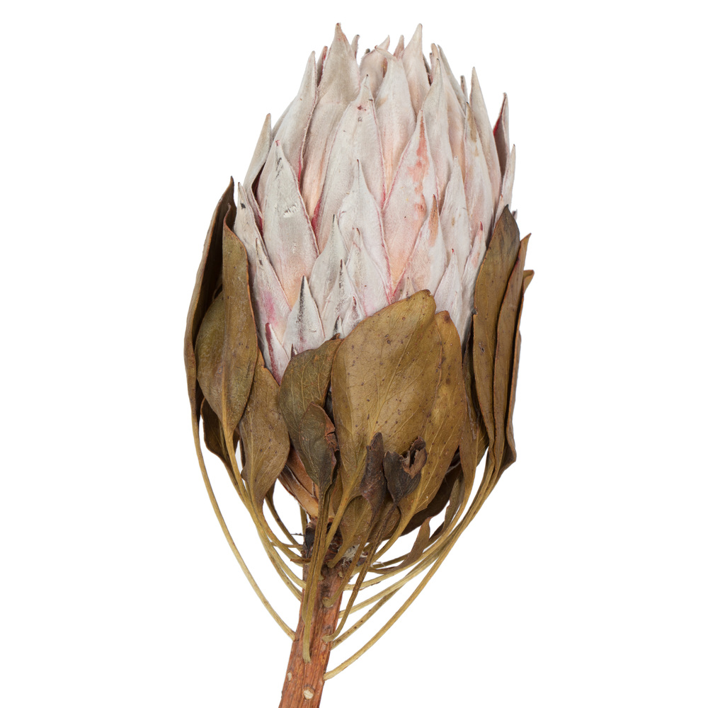 11-13" Blush King Protea Stem 2Pk