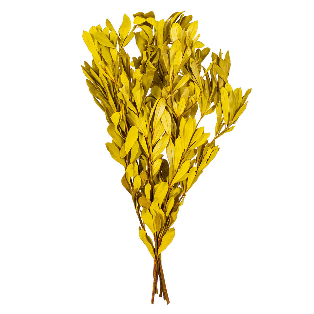 Vickerman 20-24" Natural Dried Mealy Banksia Foliage Bunch, 4.4 oz. 