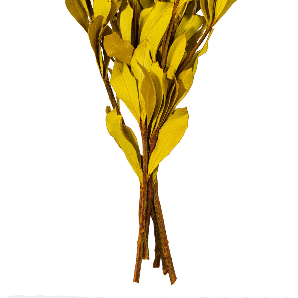 Vickerman 20-24" Natural Dried Mealy Banksia Foliage Bunch, 4.4 oz. 