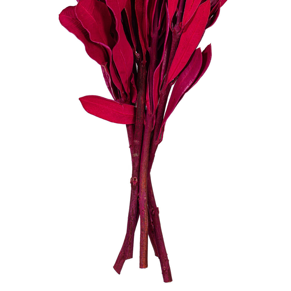Vickerman 20-24" Natural Dried Mealy Banksia Foliage Bunch, 4.4 oz. 