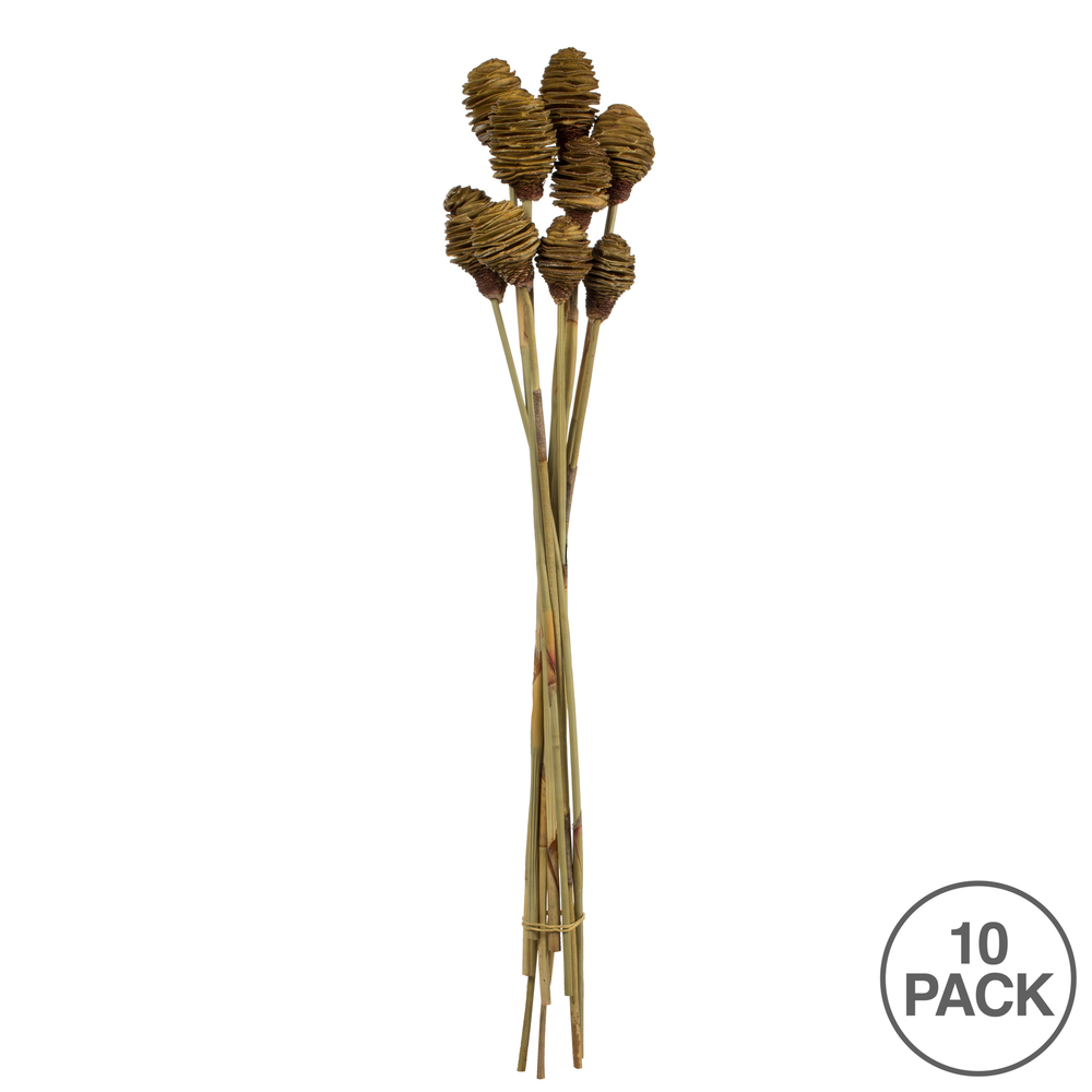 Vickerman Platy Cone attached to a Reed Stem, Dried