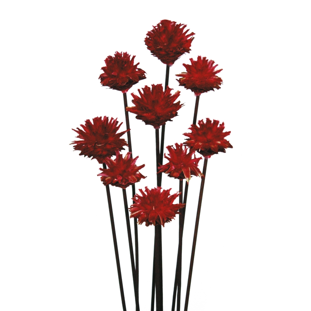 Vickerman 20" Plumosum Head attached to a Brown Stem, Dried 9 Stems