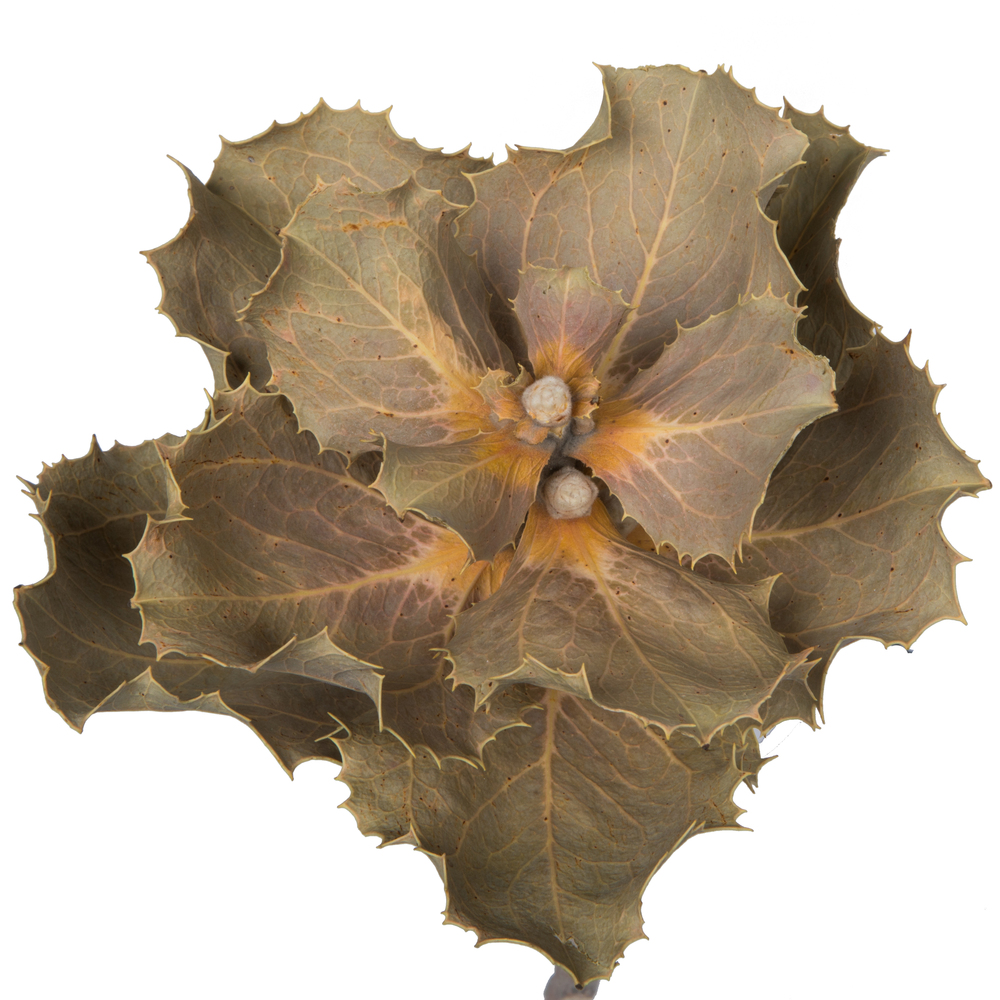 14"x6" Queen Flower Small 2 Head Bunch
