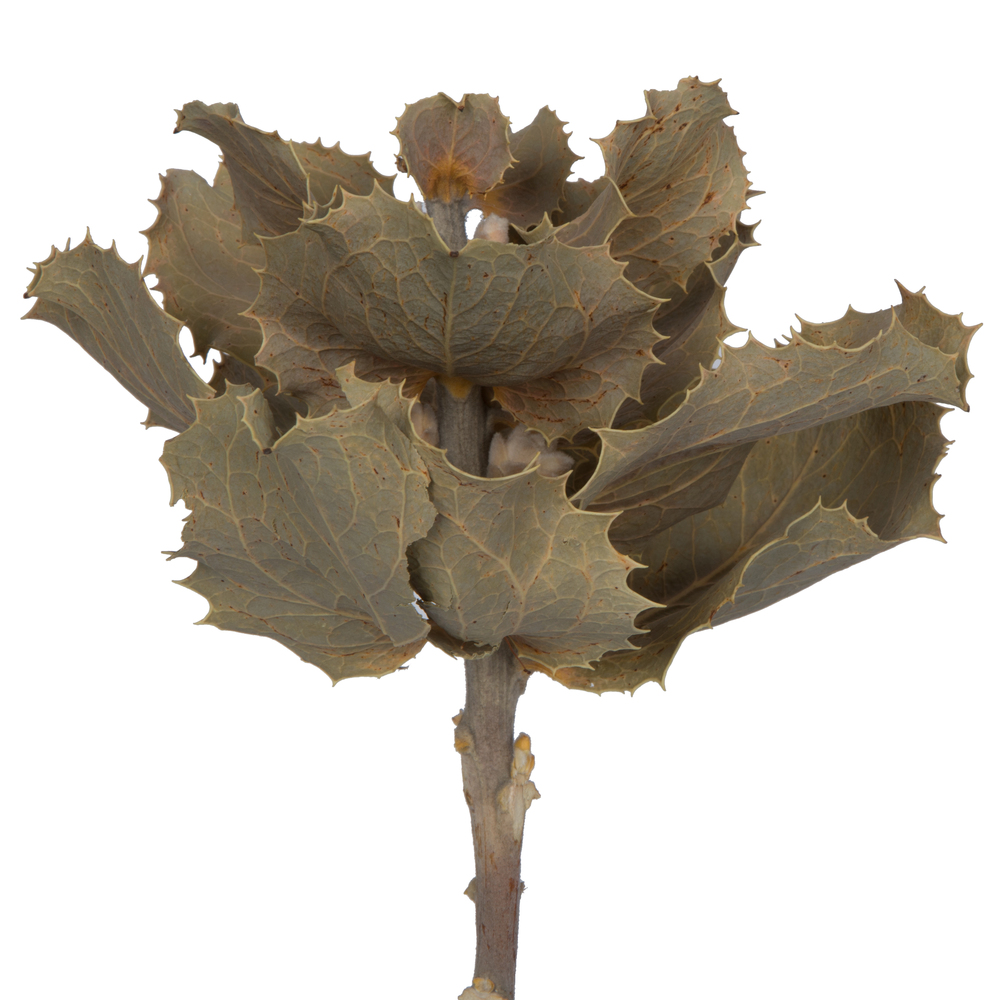 14"x6" Queen Flower Small 2 Head Bunch