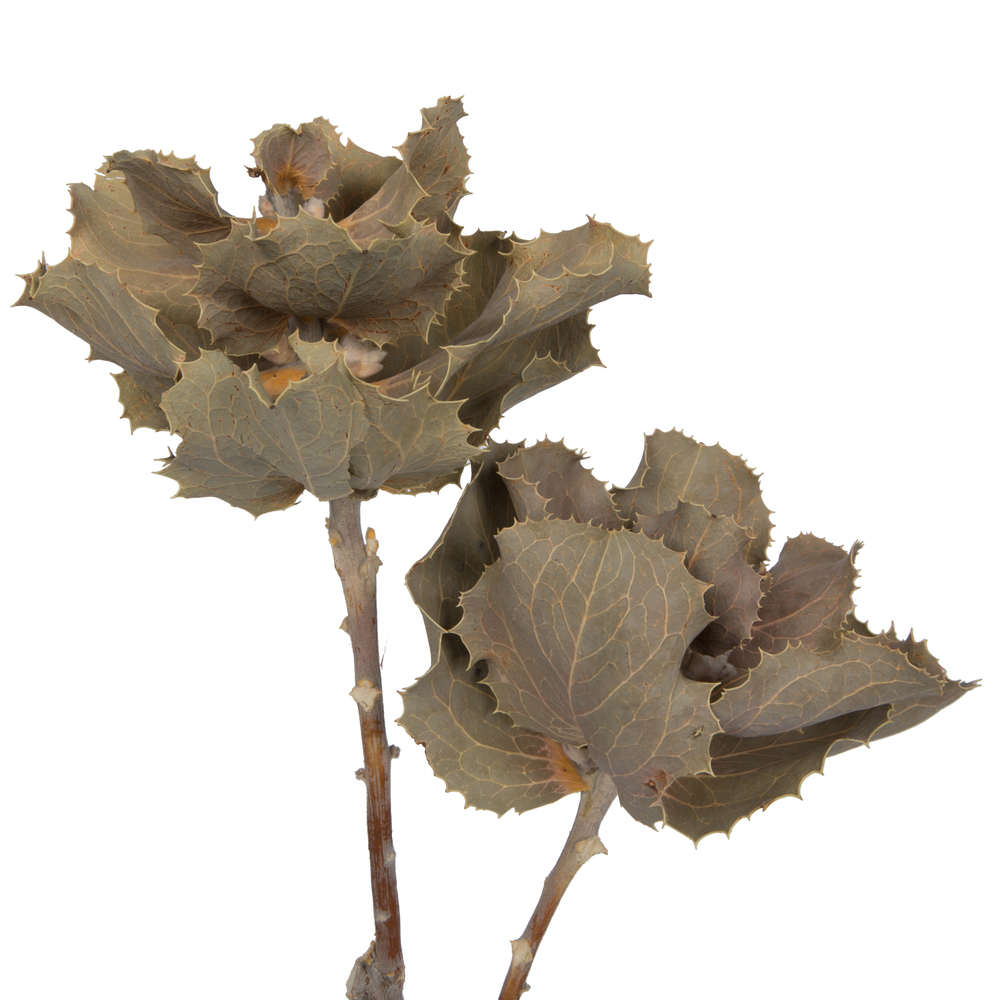 14"x6" Queen Flower Small 2 Head Bunch
