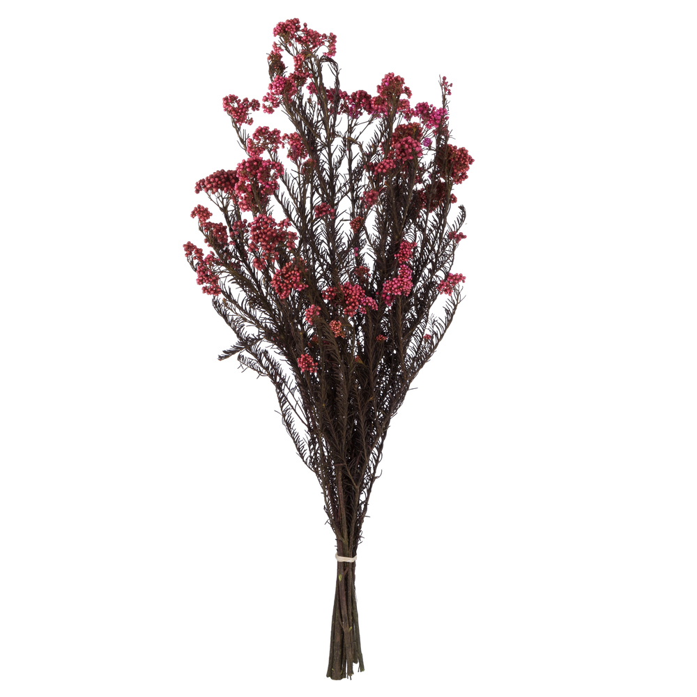 Vickerman 16" Rice Flower, 4.25oz Preserved