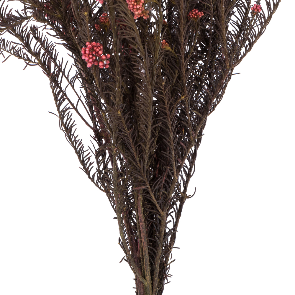 Vickerman 16" Rice Flower, 4.25oz Preserved