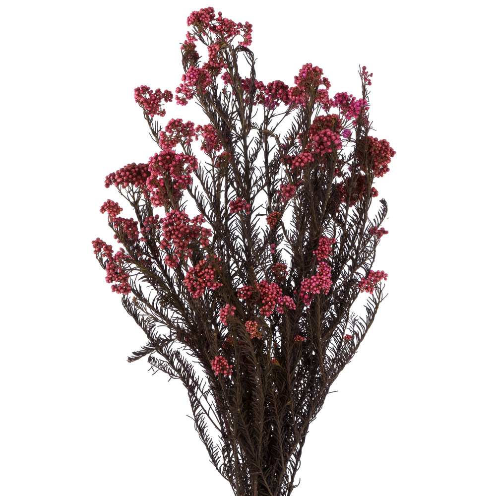 Vickerman 16" Rice Flower, 4.25oz Preserved