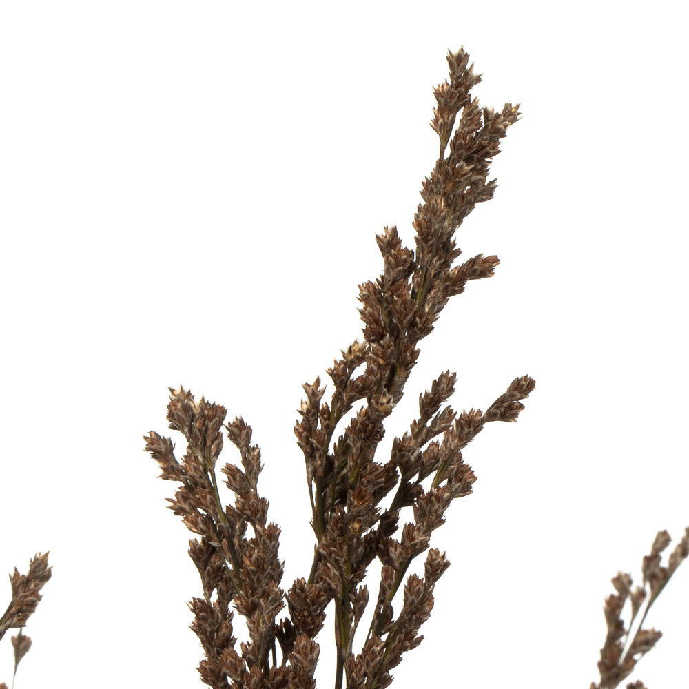 Vickerman Green Reed Grass Bundle
