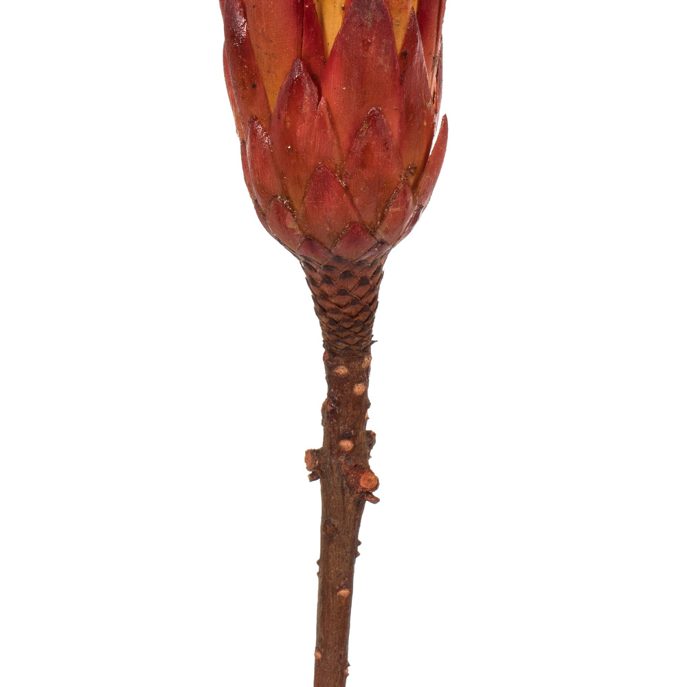 Vickerman 8-12" Repens on a Natural Stem, Dried