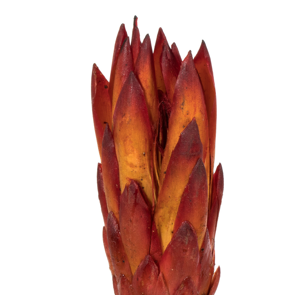 Vickerman 8-12" Repens on a Natural Stem, Dried