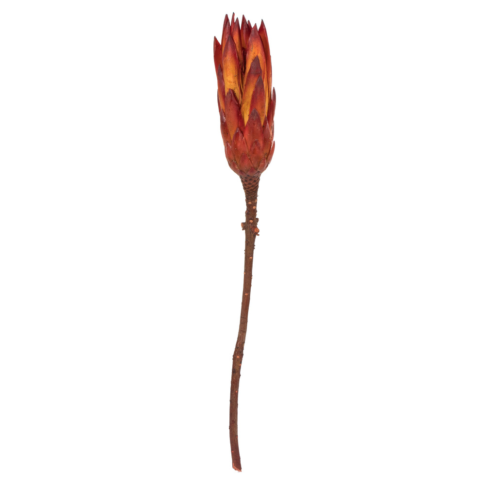 Vickerman 8-12" Repens on a Natural Stem, Dried