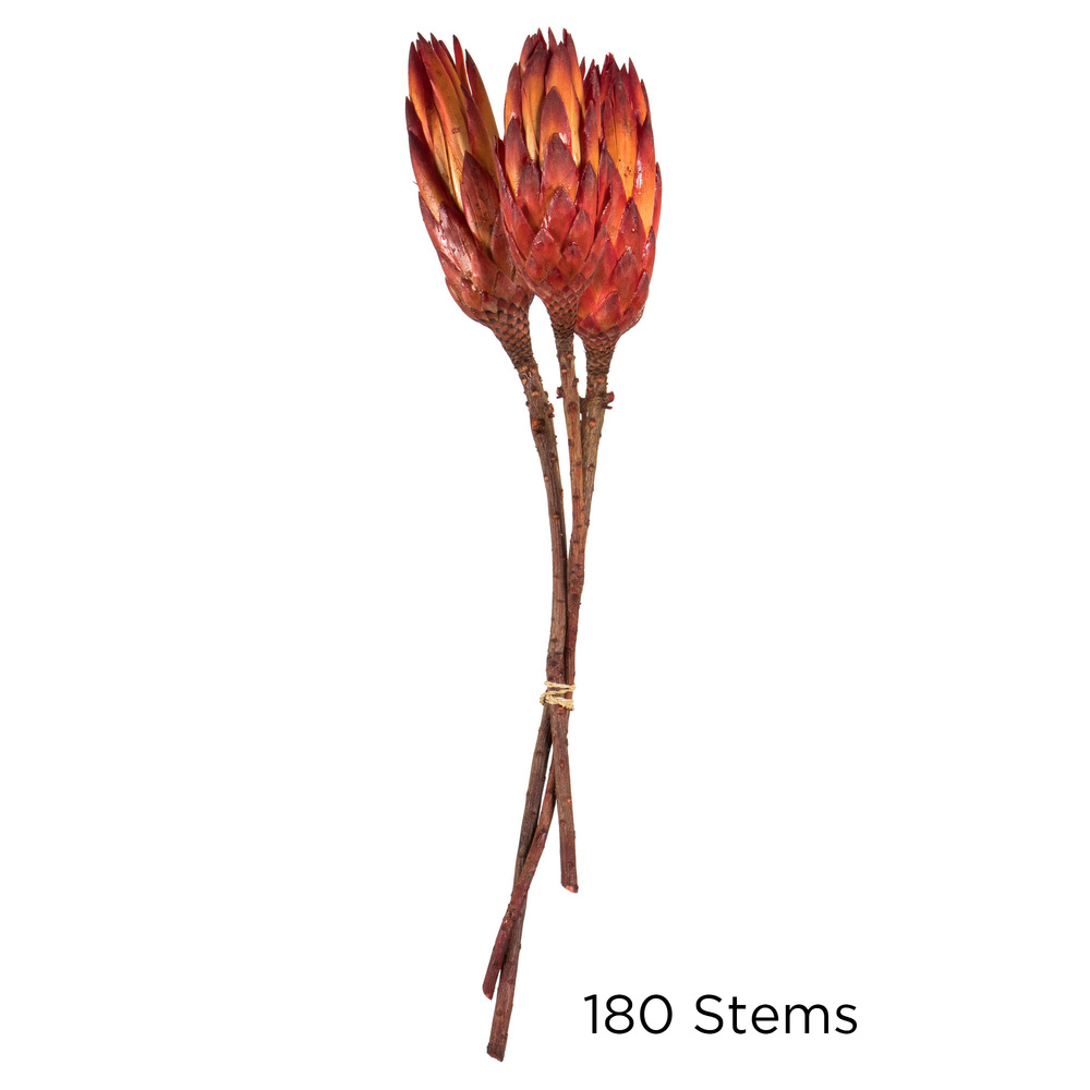 Vickerman 8-12" Repens on a Natural Stem, Dried