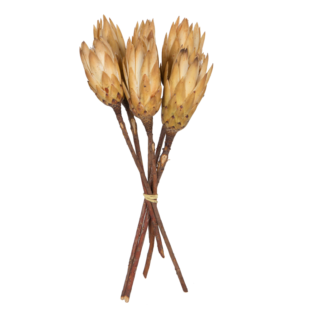 Vickerman 14" Repens on Natural Stem, Dried 6 Pack