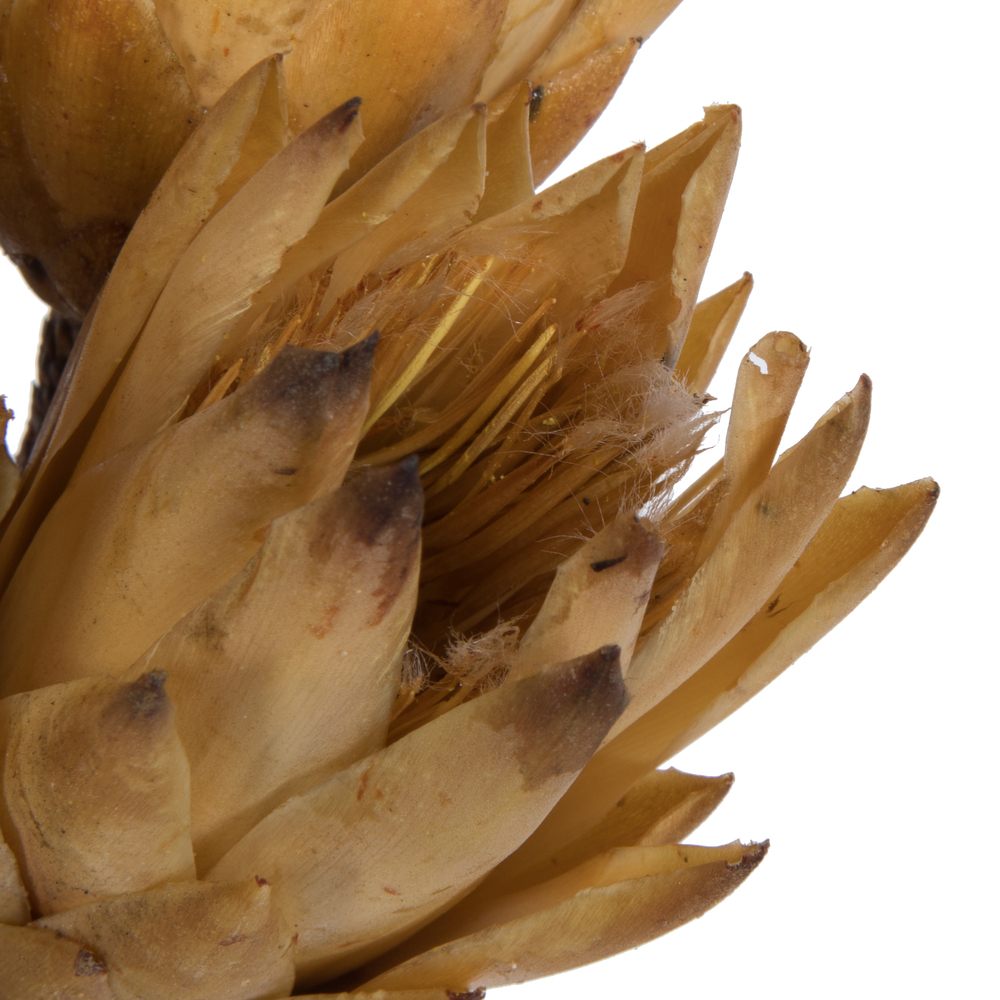 Vickerman 14" Repens on Natural Stem, Dried 6 Pack